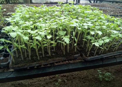 plateaux de germination 128 alvéoles
