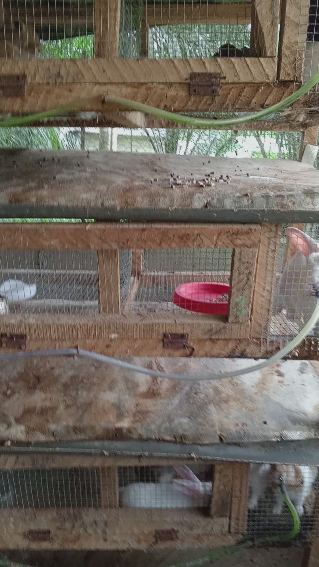 mangeoire anti gaspillage pour lapin