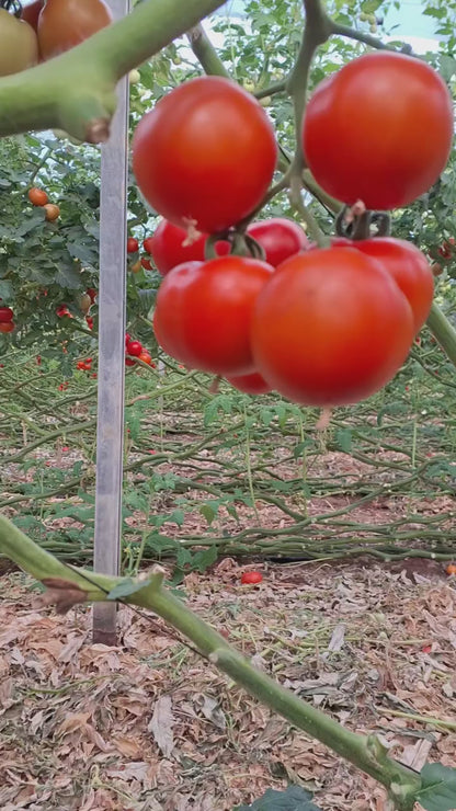 Tomate en sachet 5g