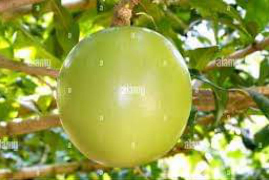 Semences fruits de la passion