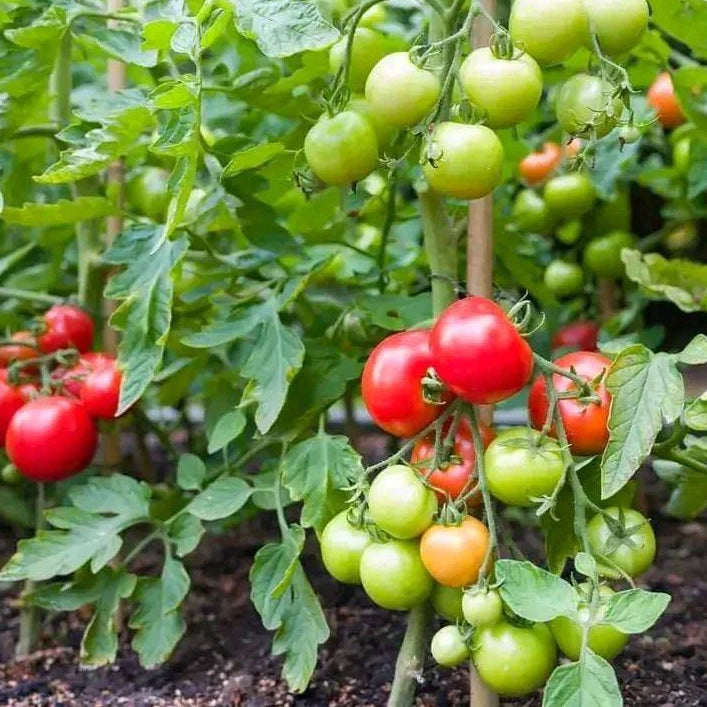 Tomate en sachet 5g