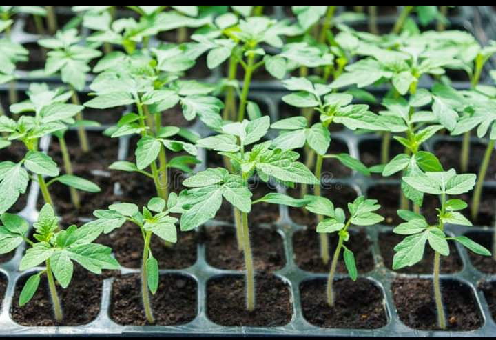 plateaux de germination 50 alvéoles