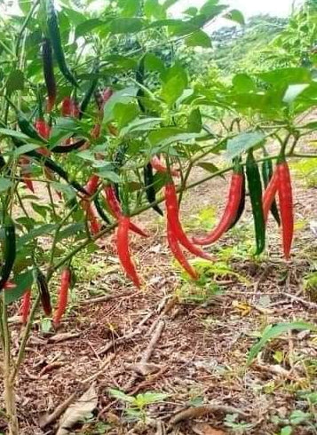 Piment