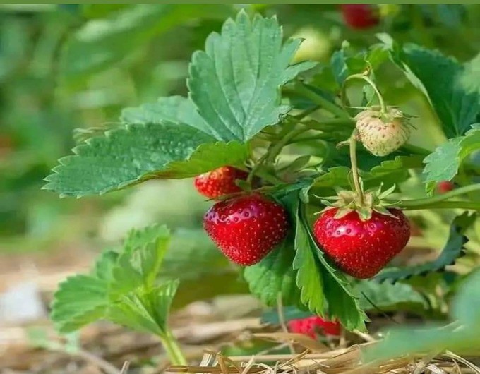 Fraises